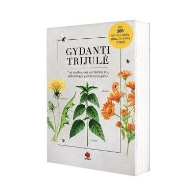 Gydanti trijulė. Dainora Krasavičiūtė